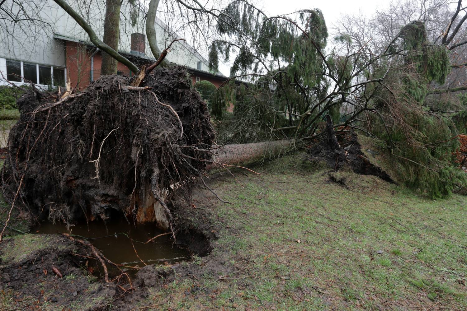 Storm-toppled tree with its root ball lifted out of the ground beside a house